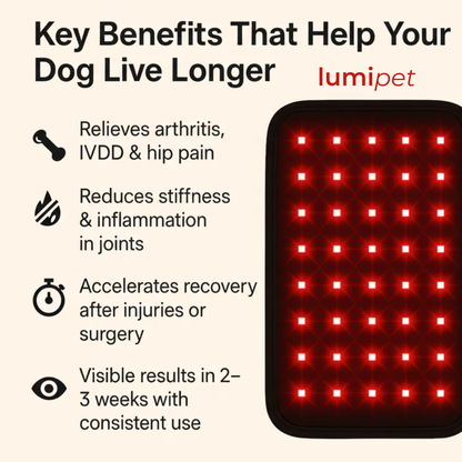 Lumi Pet™ l Glow Well